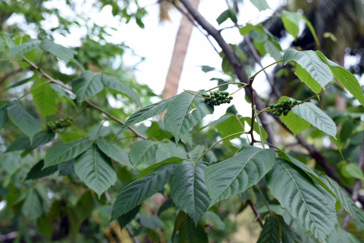 Sun And Green Eco Lodge - 丹不拉 外观 照片