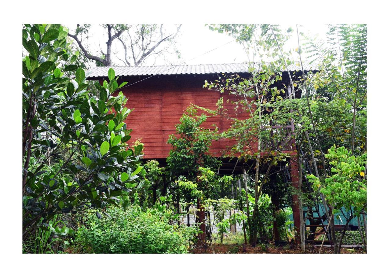 Sun And Green Eco Lodge - 丹不拉 外观 照片